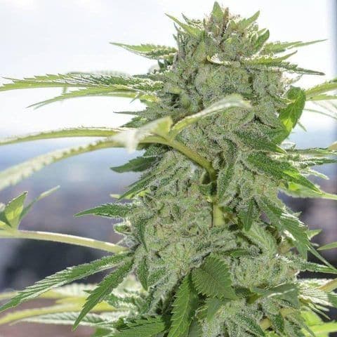 Grease Monkey Autoflower Feminized Seeds – GG4 x Cookies & Cream