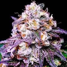 Pink Runtz Feminized