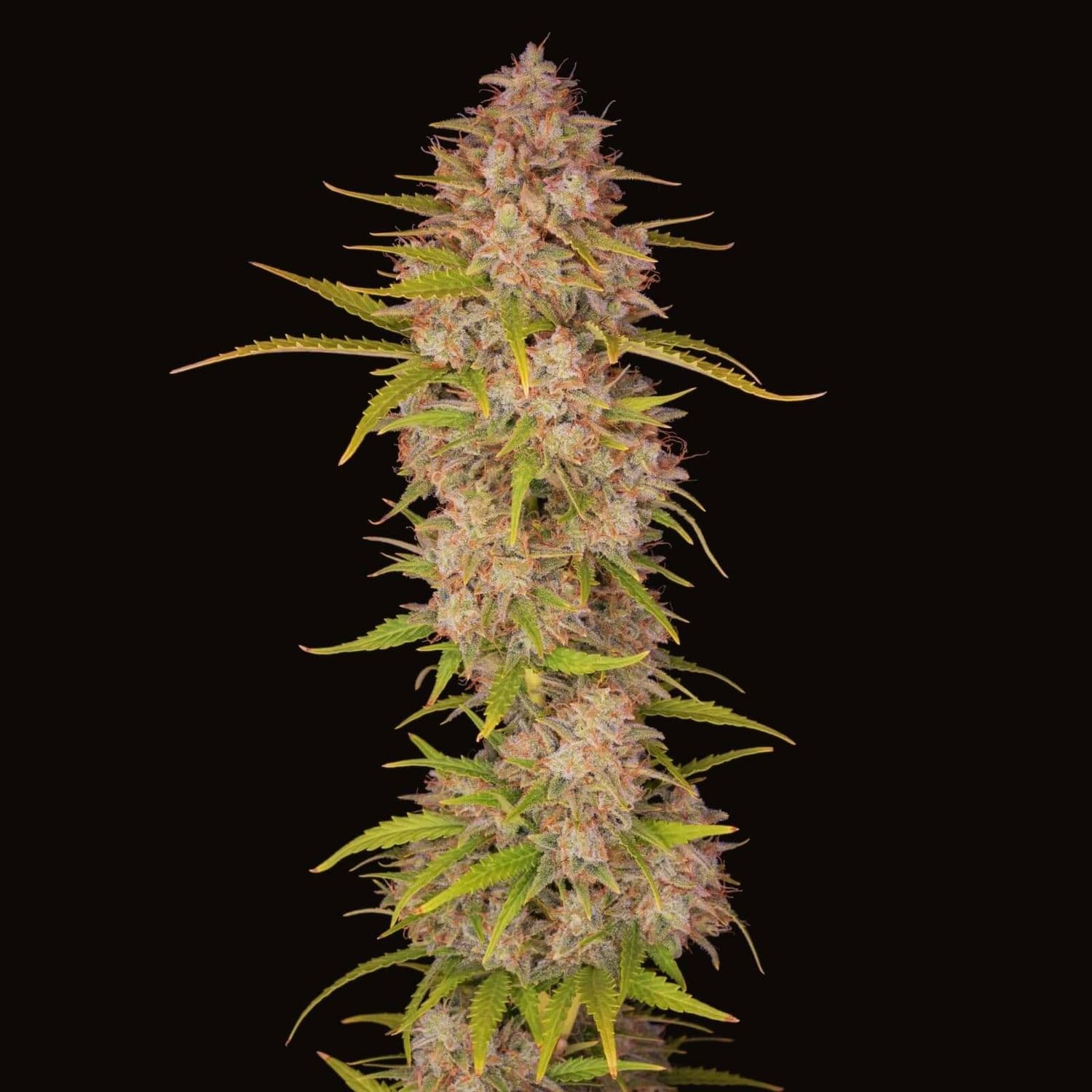 Sunset Sherbet Feminized