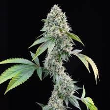 Cereal Milk Feminized