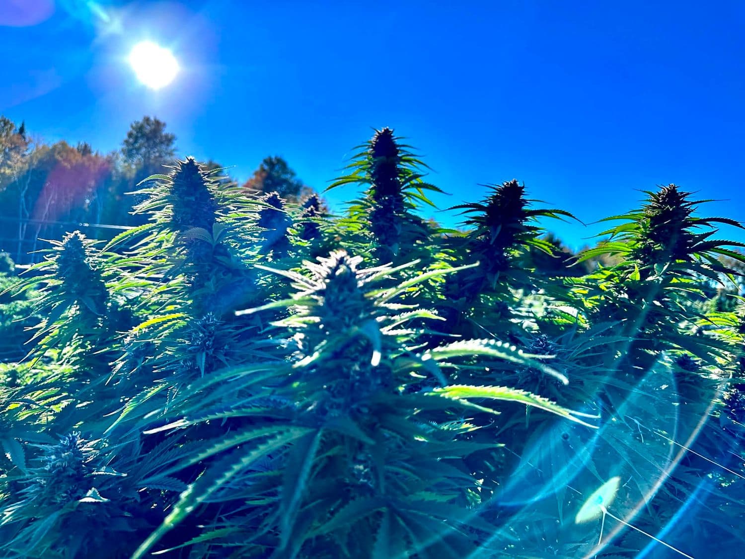 Gorilla Glue #4 Feminized