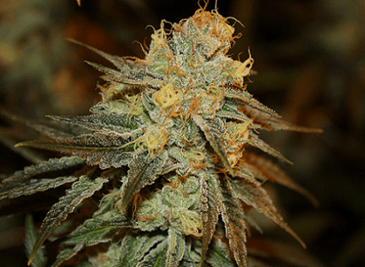 Bruce Banner Feminized