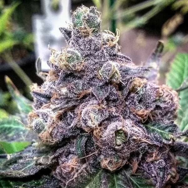 Grand Daddy Purple