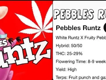Pebble Runtz R1 Feminized