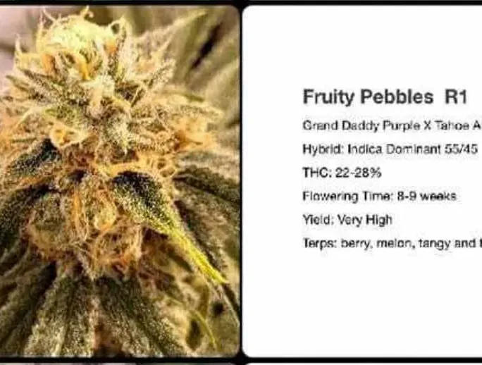 Fruity Pebbles R1 Feminized