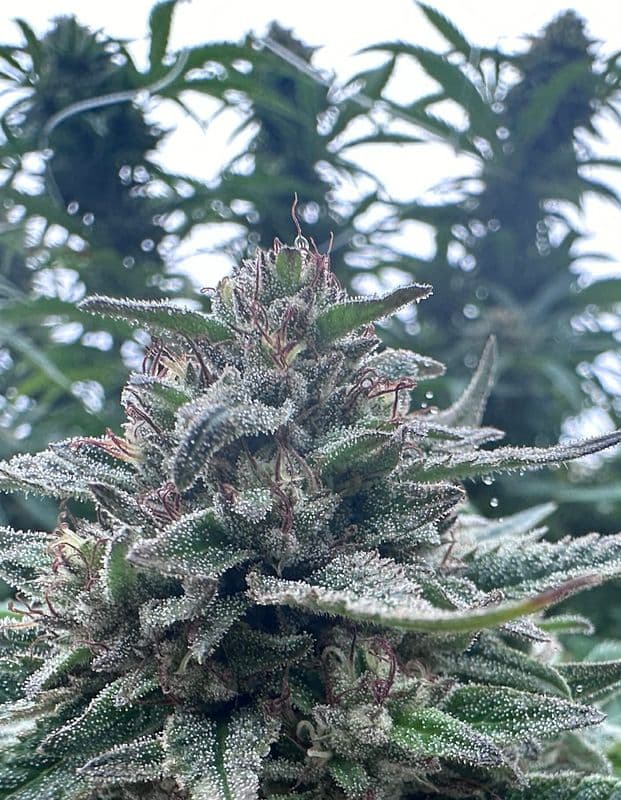 Gorilla Glue #4